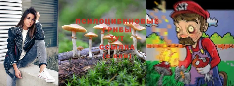 Галлюциногенные грибы Psilocybe  MEGA рабочий сайт  Котовск 